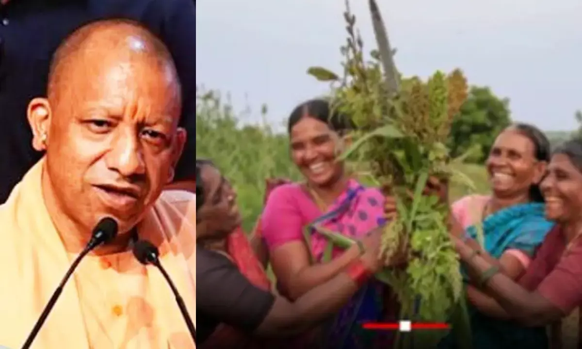 यूपी में बाजरा, मक्का और ज्वार पर MSP बढ़ाई, अक्टूबर से खरीदी