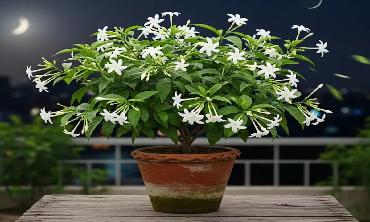 how to plant jasmine raatrani ka paudha
