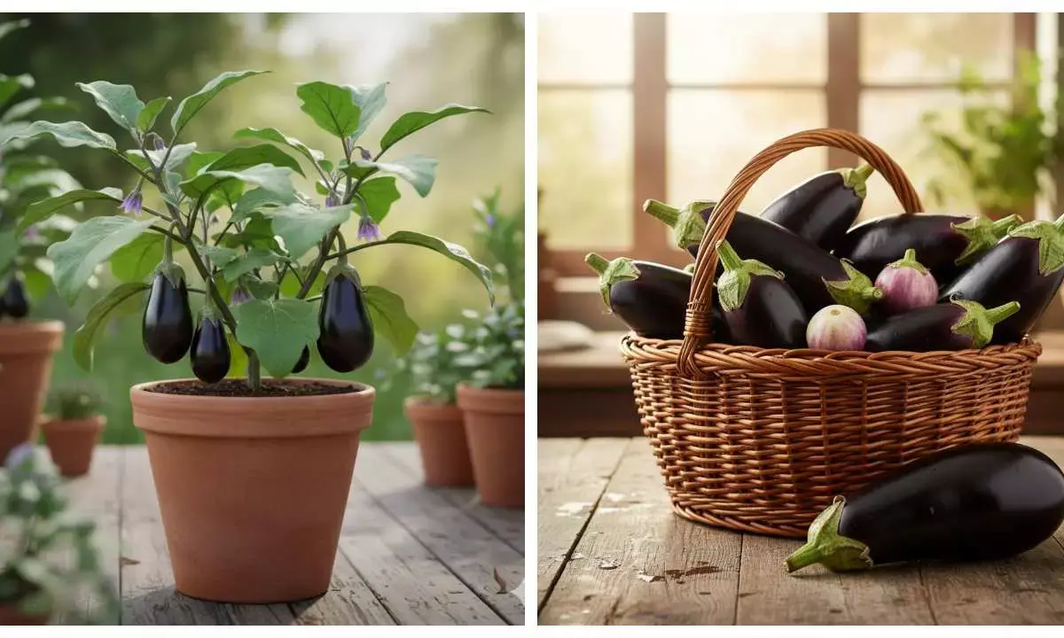 brinjal plantation tips