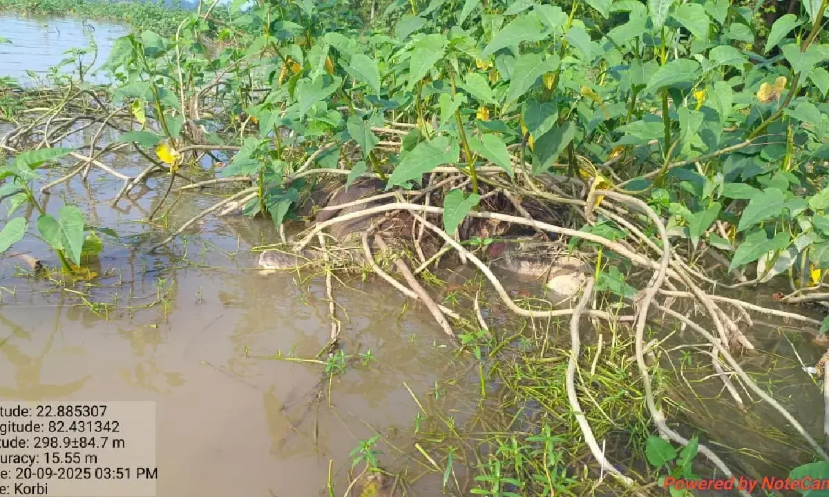 हसदेव नदी में डूबा हाथी शावक : पार करने के दौरान बहने की आशंका, जांच में जुटा वन विभाग
