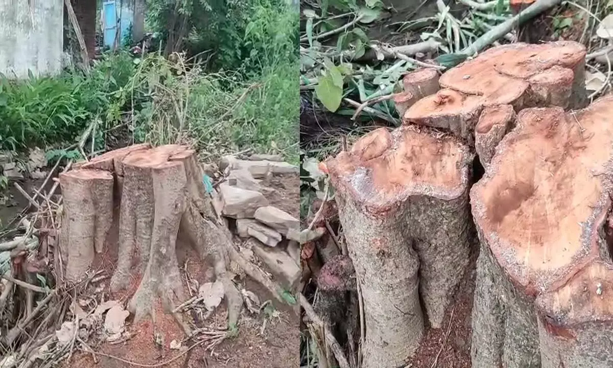 सड़क किनारे काट डाले गए बरगद के दो पेड़