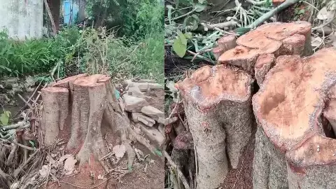 सड़क किनारे काट डाले गए बरगद के दो पेड़