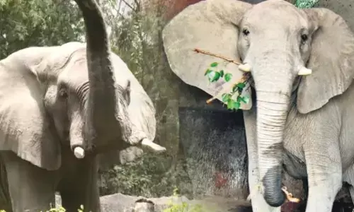 Delhi Zoo Elephant Shankar Death Reason Delhi Zoo Elephant Shankar Death Reason