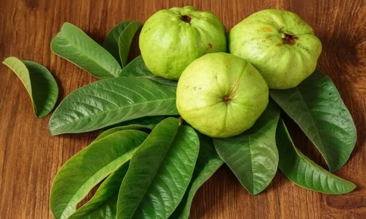 guava leaves home remedies