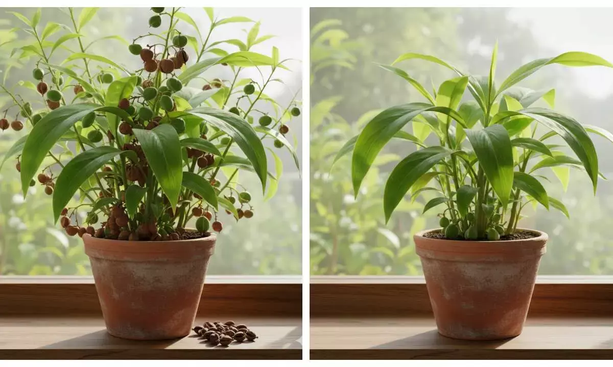 elaichi plantation tips in hindi