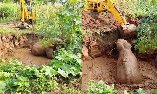 पानी से भरे गड्ढे में गिरा हाथी