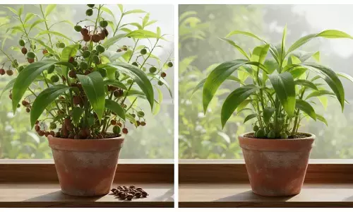 elaichi plantation tips in hindi