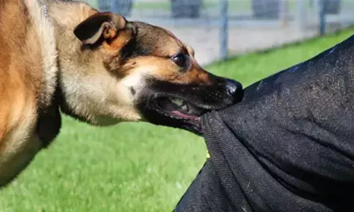 stray dog bite Bhopal