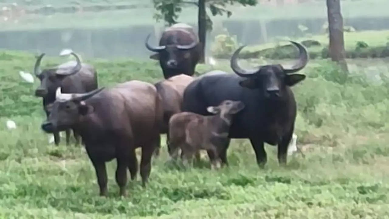 छत्तीसगढ़ का राजकीय पशु वनभैंसा छत्तीसगढ़ का राजकीय पशु वनभैंसा