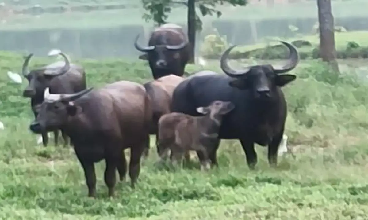 छत्तीसगढ़ का राजकीय पशु वनभैंसा छत्तीसगढ़ का राजकीय पशु वनभैंसा