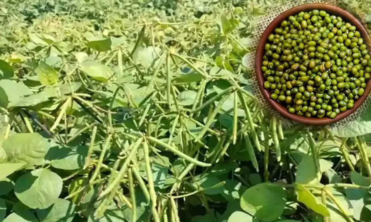 Haryana kharif procurement 2025