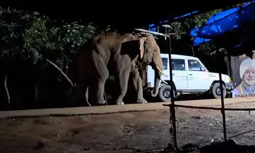 दंतैल हाथी