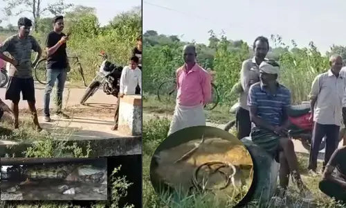 भिंड: रौन कस्बे में पहुंचा मगरमच्छ, दहशत में लोग।