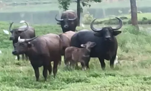 छत्तीसगढ़ का राजकीय पशु वनभैंसा