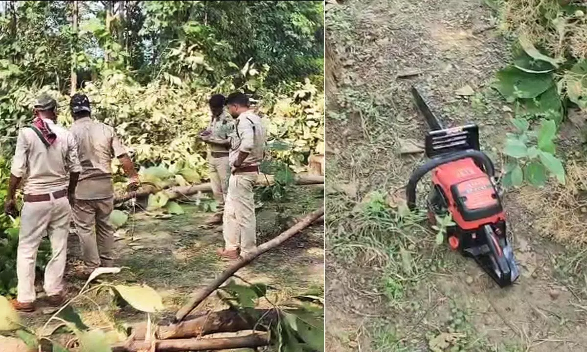 विवादित भूमि पर 200 सागौन पेड़ों की अवैध कटाई