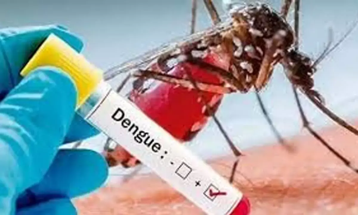 Dengue high alert