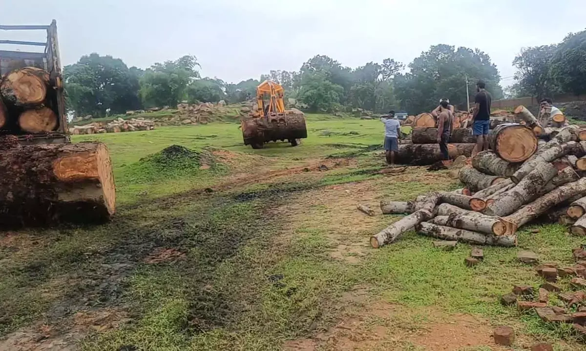 खतरे में है सरगुजा की हरियाली : लकड़ी तस्करों की अफसरों और सियासी लोगों से सांठ- गांठ, थाने से गायब हो गए पकड़े गए दो वाहन