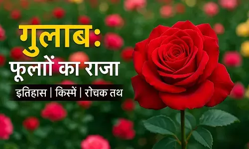 Why is the rose called the king of flowers? gulab ka history, varieties, and interesting facts. Why is the rose called the king of flowers? gulab ka history, varieties, and interesting facts.