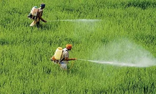 कीटनाशक का छिड़काव करते हुए किसान