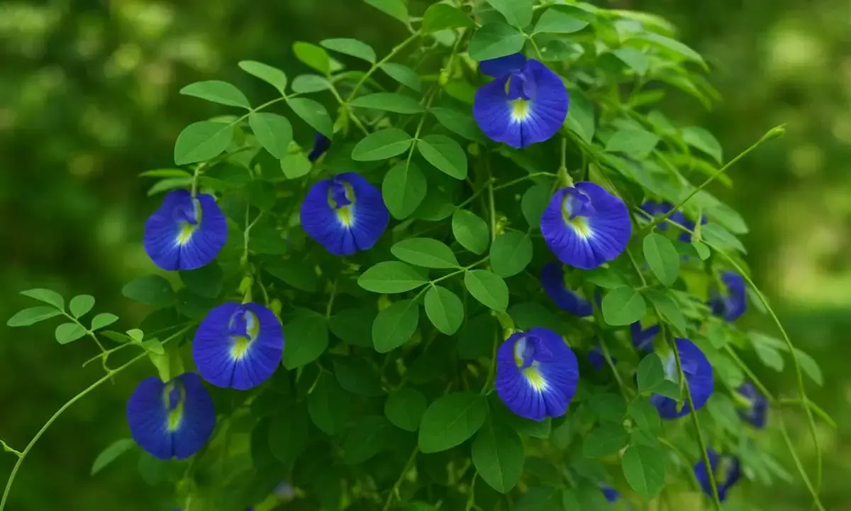 how to plant Aparajita at home