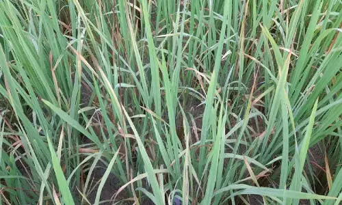 भूरा महू की चपेट में आईं धान की फसलें : पैरा में बदल रही खड़ी फसल, एक के बाद एक कीट प्रकोप से किसान परेशान