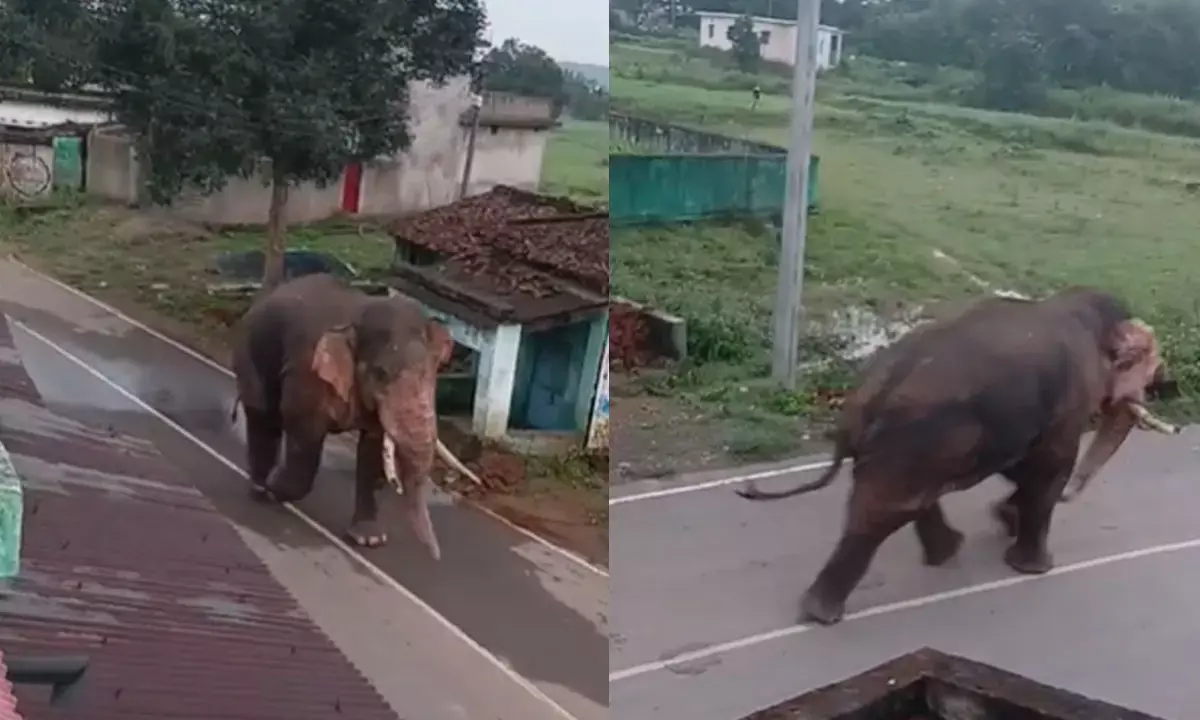 दंतैल हाथी दंतैल हाथी