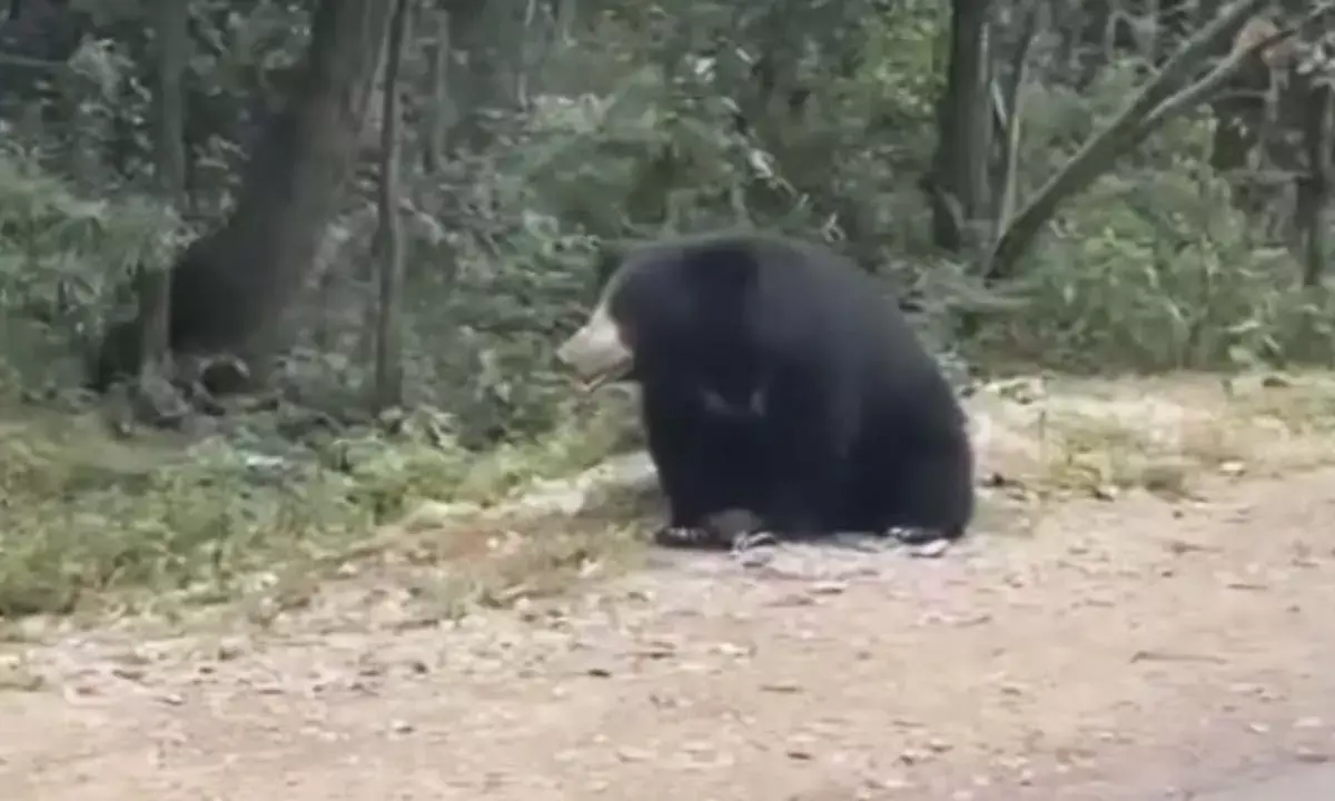 केशकाल घाट में घूम रहा भालू