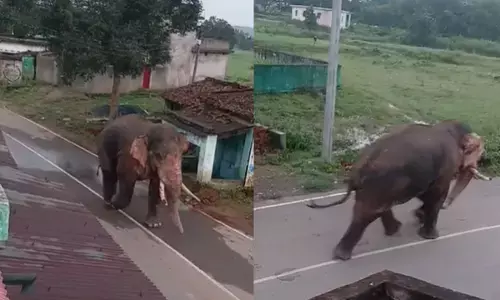 दंतैल हाथी