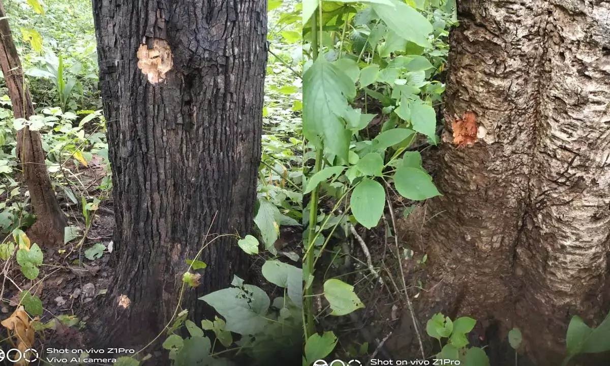 तिरियारपानी के जंगल में भीषण मुठभेड़ : 3 घंटे तक गूंजती रही गोलियों की तड़-तड़ आवाज, कई पेड़ों के आर-पार हुई गोलियां