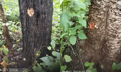 तिरियारपानी के जंगल में भीषण मुठभेड़ : 3 घंटे तक गूंजती रही गोलियों की तड़-तड़ आवाज, कई पेड़ों के आर-पार हुई गोलियां