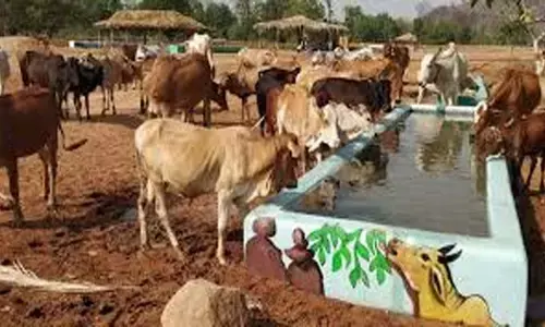 गौठान बनेंगे गोधाम : मिलेगा 25 लाख रुपए का अनुदान, गड़बड़ी पर दंड का प्रावधान