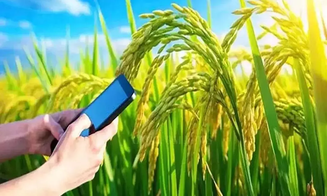 धान बेचने के लिए किसानों को करना होगा ये काम : डिजिटल क्रॉप सर्वे के बाद भी कराना होगा रकबे का मिलान