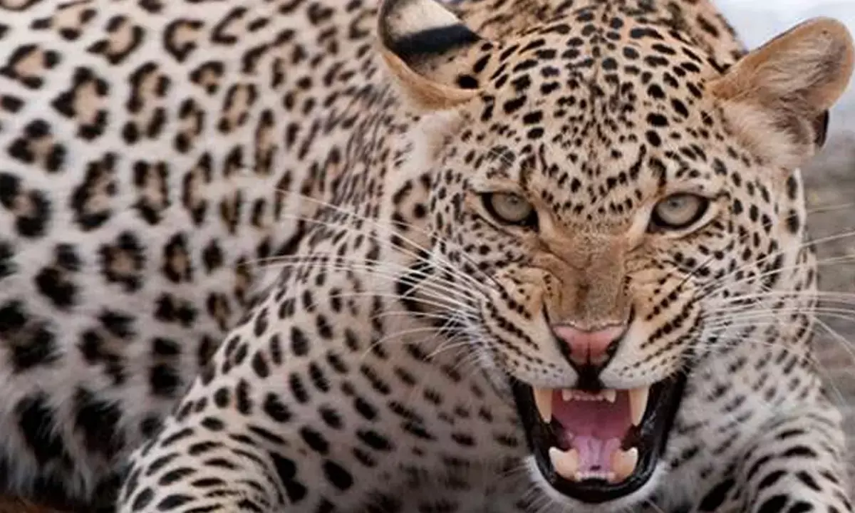 leopard in gurugram manesar