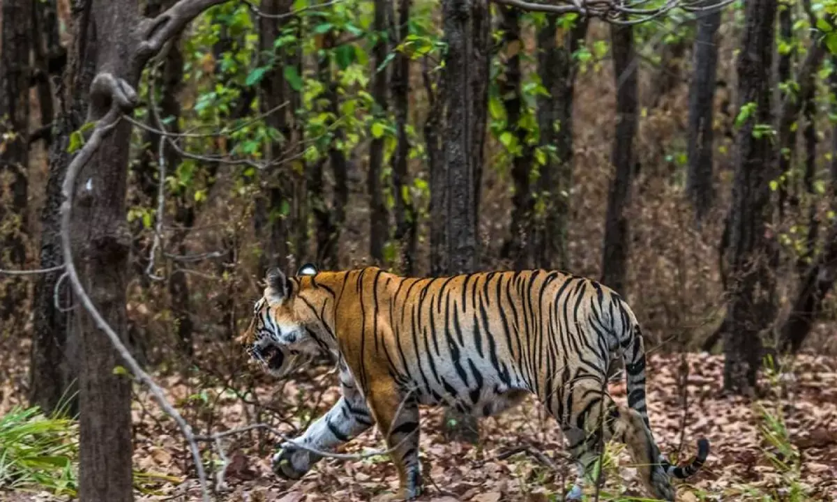 mp-tiger-transfer-odisha-rajasthan-chhattisgarh-lion-controversy