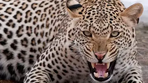 leopard in gurugram manesar leopard in gurugram manesar