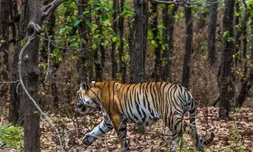 mp-tiger-transfer-odisha-rajasthan-chhattisgarh-lion-controversy