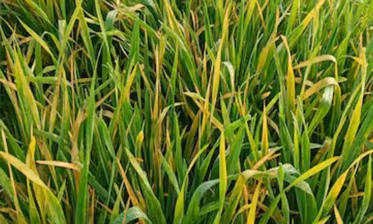 धान पर कीटों का हमला : कीटनाशक नहीं कर रहे असर , मुश्किल में किसान