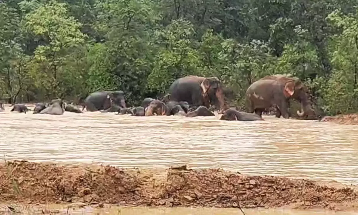 पानी से लबालब तालाब में हाथियों की मस्ती