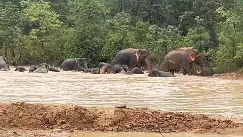 पानी से लबालब तालाब में हाथियों की मस्ती