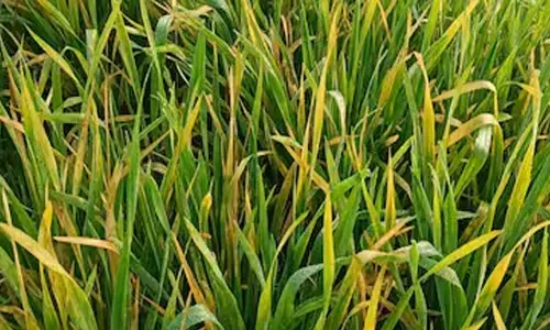 धान पर कीटों का हमला : कीटनाशक नहीं कर रहे असर , मुश्किल में किसान धान पर कीटों का हमला : कीटनाशक नहीं कर रहे असर , मुश्किल में किसान