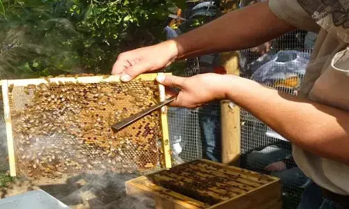 मधुमक्खी पालकों के नुकसान की भरपाई सरकार करेगी।