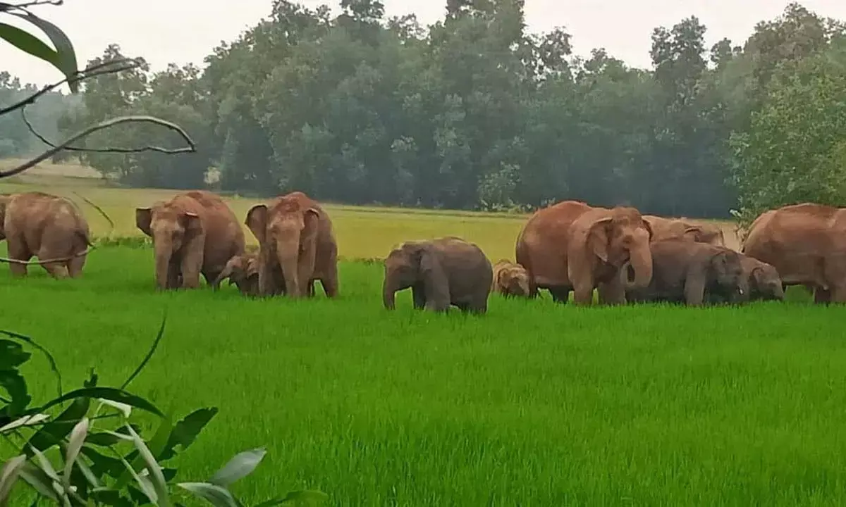 मैनपुर क्षेत्र में हाथियों का तांडव : सैकड़ों एकड़ फसल तबाह, मकानों की छत पर रहने को मजबूर लोग
