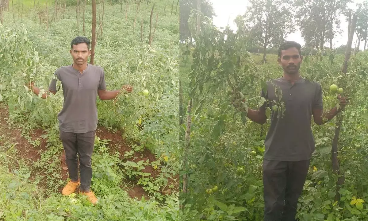 आपसी दुश्मनी में अनोखा बदला आपसी दुश्मनी में अनोखा बदला