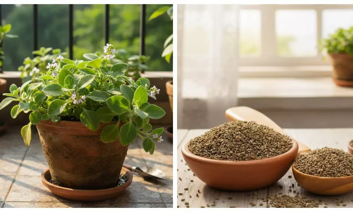 how to plant ajwain at home