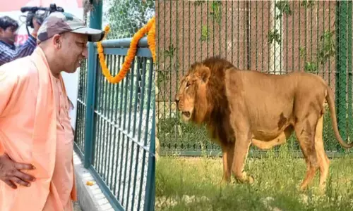 Bharat lion dead in Gorakhpur zoo