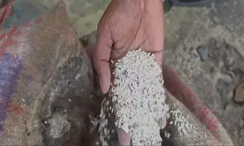 फफूंद लगे चावल मामले में लीपापोती : जांच रिपोर्ट पर