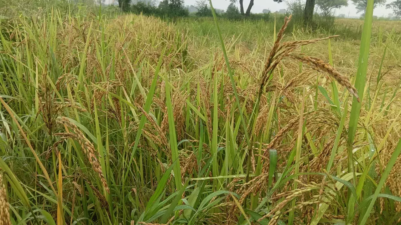 धान की फसल में बढ़ा बिमारियों का खतरा