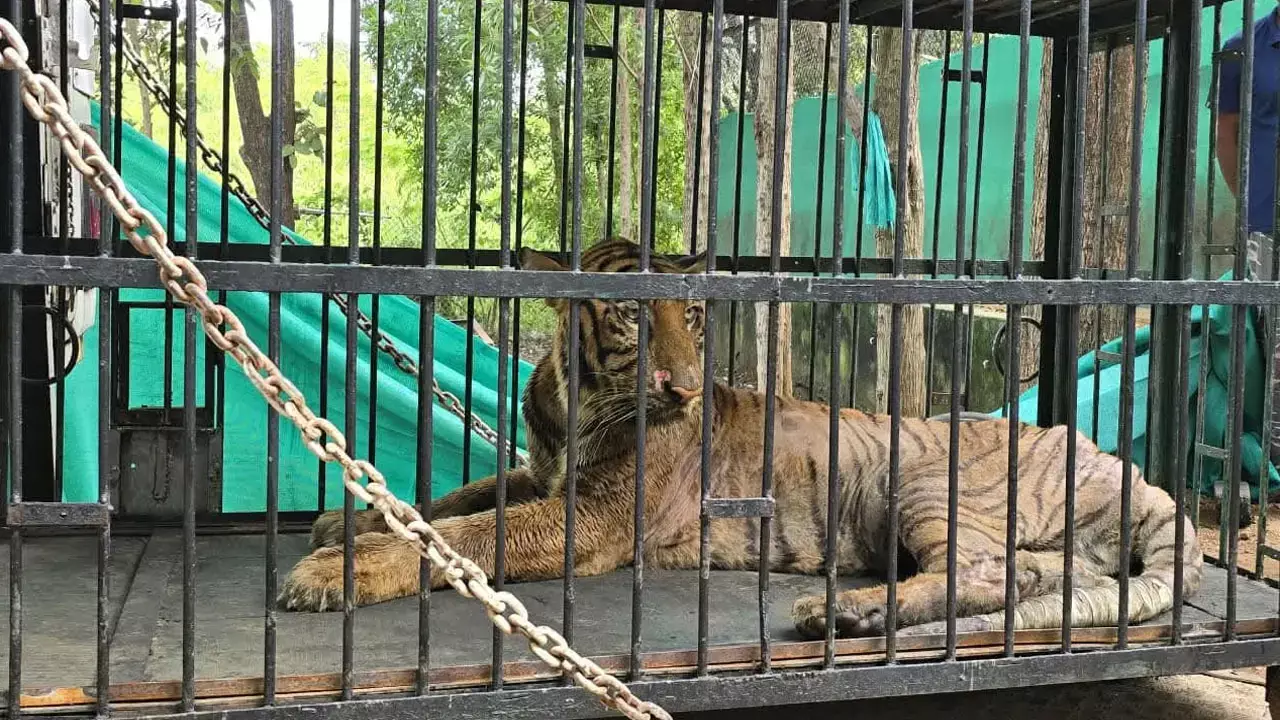 जंगल सफारी की घायल बाघिन जंगल सफारी की घायल बाघिन