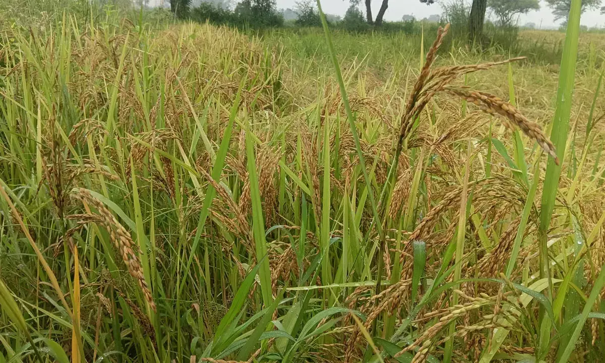 धान की फसल में बढ़ा बिमारियों का खतरा