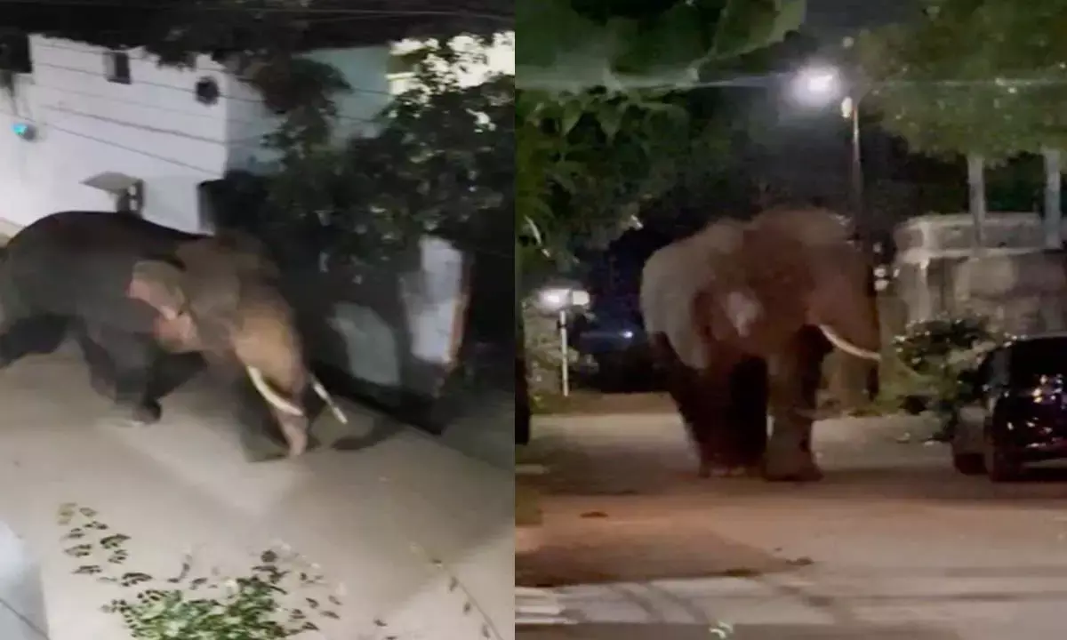 धमतरी शहर में घुसा दंतैल हाथी : सड़कों और गलियों में रातभर घूमता रहा, दहशत के बीच गुजरी शहरवासियों की रात, देखिए VIDEO